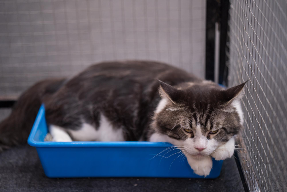 7 Alasan Kucing Pipis Sembarangan, Yuk Lakukan Hal Ini Biar Anabul-Mu Gak Bandel!