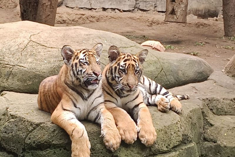 Kemenhut Perketat Biosekuriti Usai Kematian Harimau di Bandung Zoo