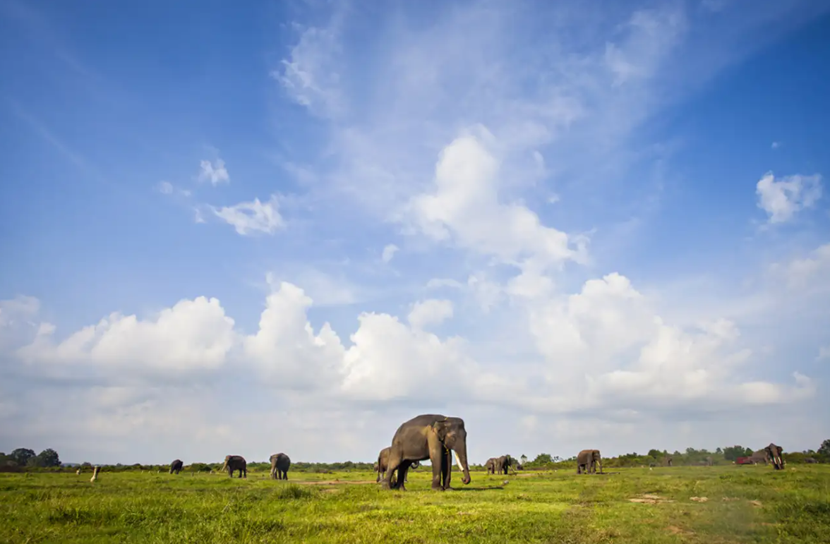 5 Fakta Menarik tentang Taman Nasional Way Kambas