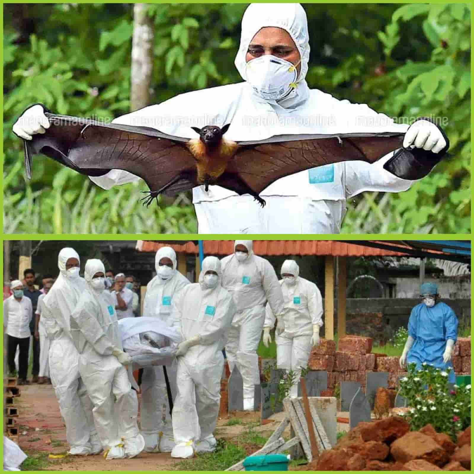 Hebohkan Dunia! Virus Nipah Terdapat Lagi di India! Apasih Virus Nipah Itu?