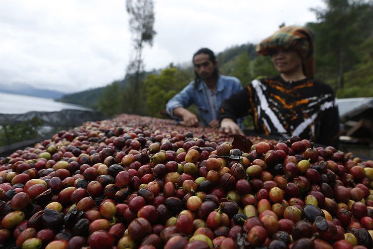 8 Kopi Terbaik di Indonesia yang Menggoda Lidah: Asal dan Keistimewaannya