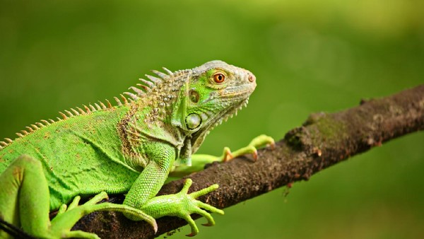 8 Cara Menjinakan Iguana: Panduan Praktis untuk Pemula