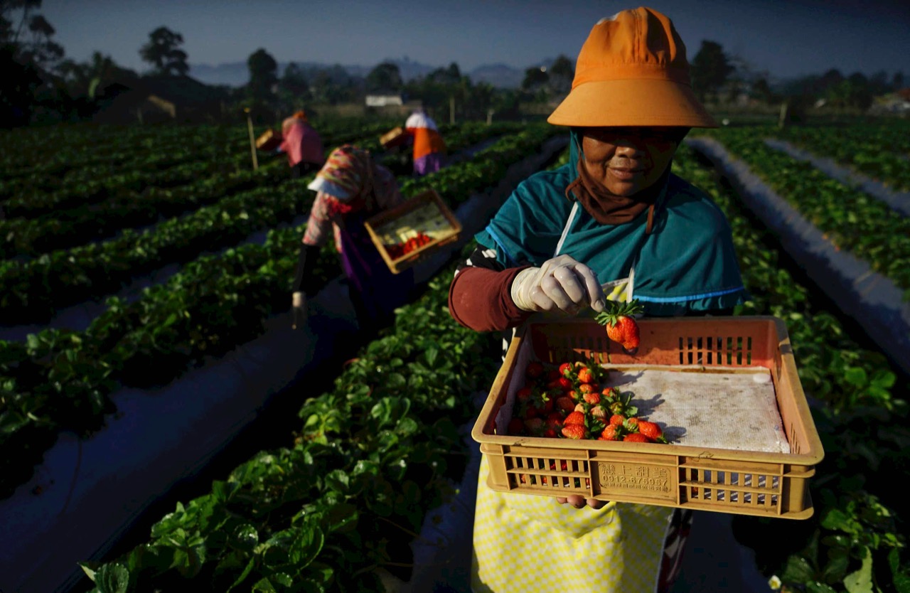 Food Estate, Dukung Impian Indonesia jadi Lumbung Pangan Dunia