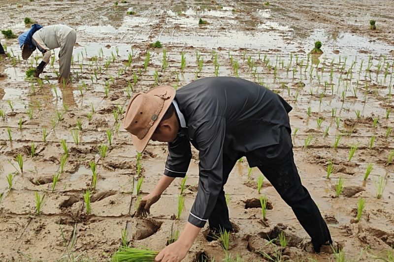 Unggul di Pilgub Jabar, Dedi Mulyadi Rayakan dengan Kembali ke Sawah