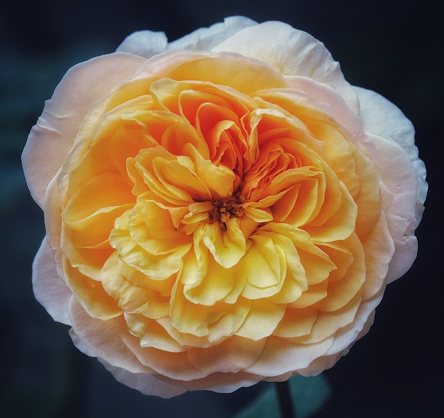 10 Daftar Bunga Termahal di Dunia dengan Keindahan yang Menawan dan Memukau, Harganya Fantastis