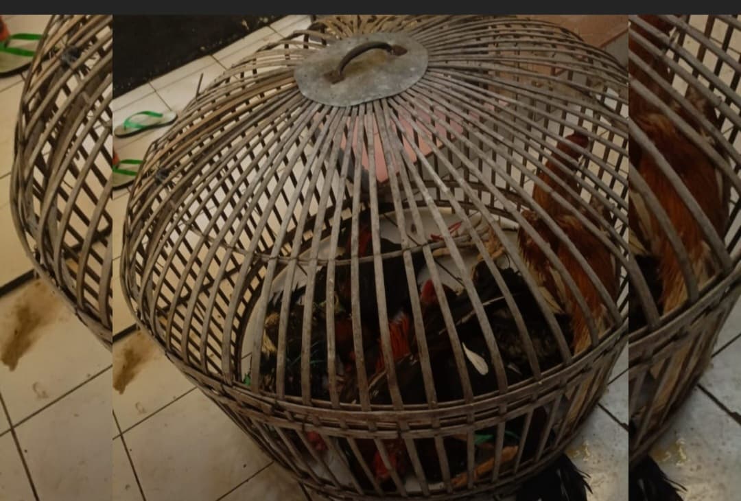Gerebek Arena Perjudian Sabung Ayam di Cimeunyan Bandung, Polisi Amankan 18 Orang