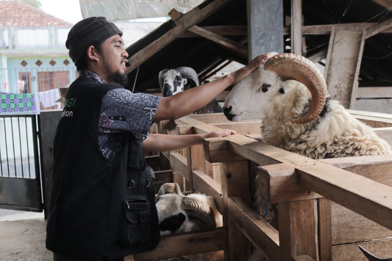 Untung Tak Seberapa, Mitra Peternak Green Kurban Sinergi Foundation Curhat: Senang Bisa Bantu ke Pelosok