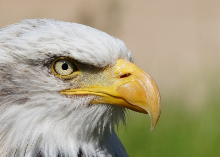 Nama Burung Pemakan Daging Apa Saja? Ini 8 Daftarnya, Banyak yang Mahir Berburu