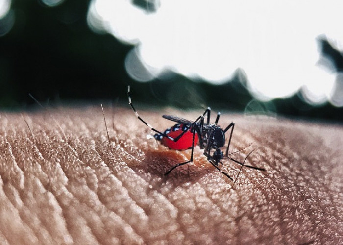 Cara Mencegah Penyakit Demam Berdarah Dengue (DBD)