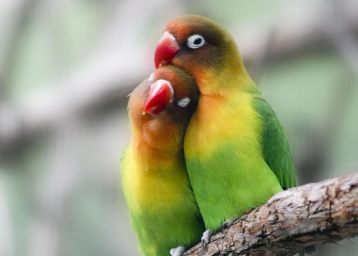 Cara Bikin Lovebird Ngekek Panjang! Metode Unik untuk Bikin Burung Kamu Gacor Sampai Korslet!