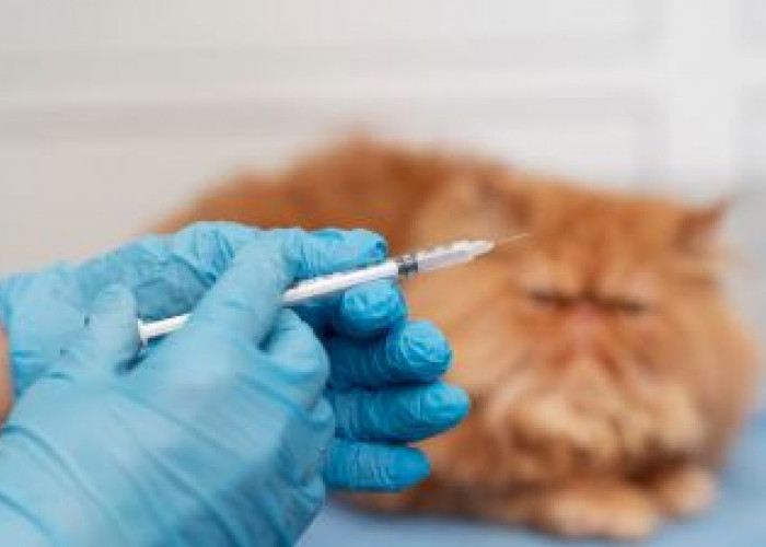 Sterilisasi Kucing dan Vaksin Rabies Gratis di Bandung! Berikut Jadwal dan Cara Daftarnya