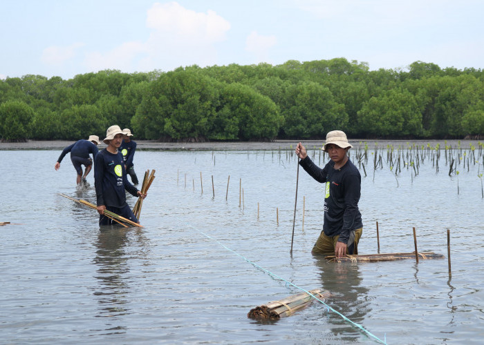 Peringati Hari Bumi Sedunia, Bio Farma Tanam 4000 Mangrove Sebagai Bentuk Kepedulian