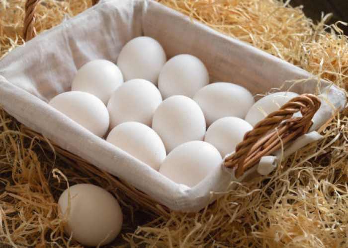 7 Manfaat Telur Ayam Kampung Bagi Kesehatan, Kaya Nutrisi dan Protein Berkualitas Tinggi