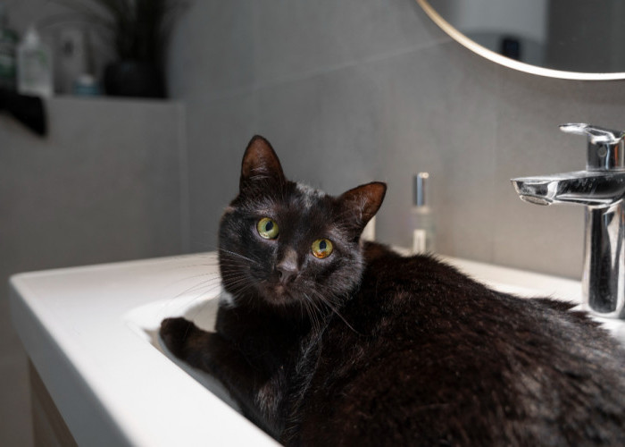 Gak Perlu Terus-terusan Beli Pasir, Tips Melatih Kucing Kencing di Toilet