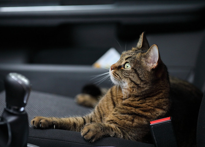 5 Tips Mudik Bareng Kucing agar Aman dan Nyaman di Perjalanan
