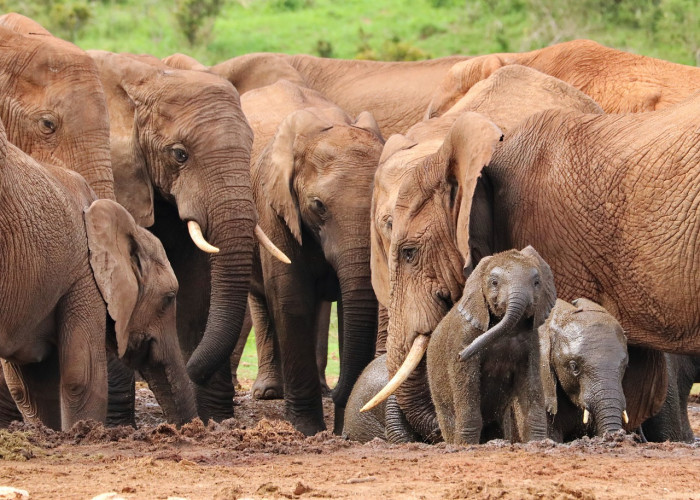 12 Fakta Unik Tentang Gajah yang Bikin Kamu Kagum 