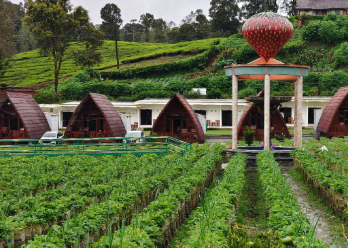 Nikmati Libur Nataru Sehat dan Nyaman di Pemandian Air Panas Walini & Villa Dusun Strawberi Ciwidey