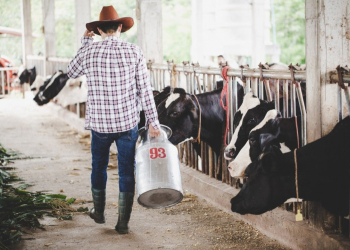 Penguatan Rantai Nilai Inklusif Dorong Modernisasi Peternak Sapi Perah di Jawa Barat