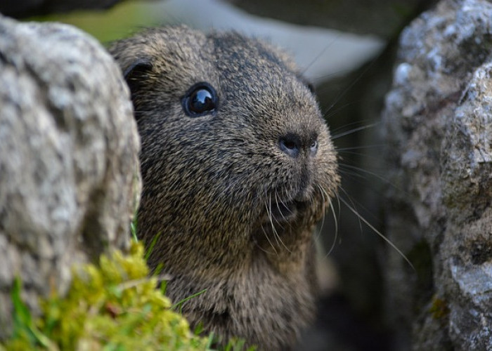 Fakta Menarik Marmot, Si Imut Berbulu