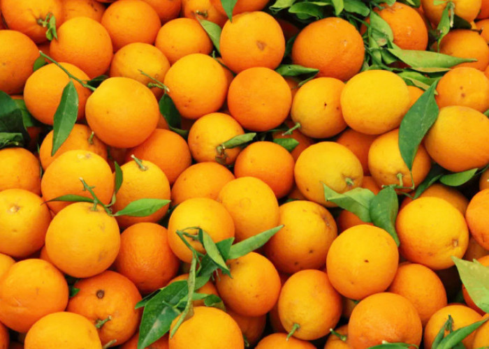 10 Jenis Jeruk Paling Enak di Dunia, Salah Satunya Jeruk Mandarin