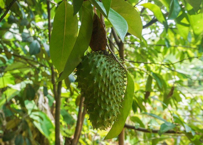 Manfaat Buah Sirsak untuk Kesehatan