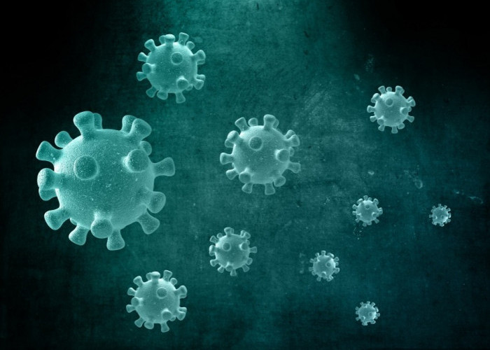 Komisi Eropa Sebut Risiko Hantavirus di Eropa Masih Rendah