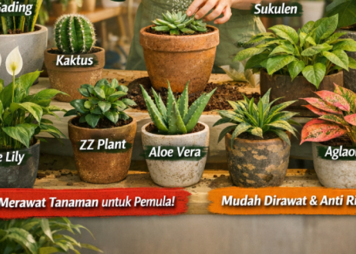 10 Tanaman Hias yang Mudah Dirawat untuk Pemula di Rumah