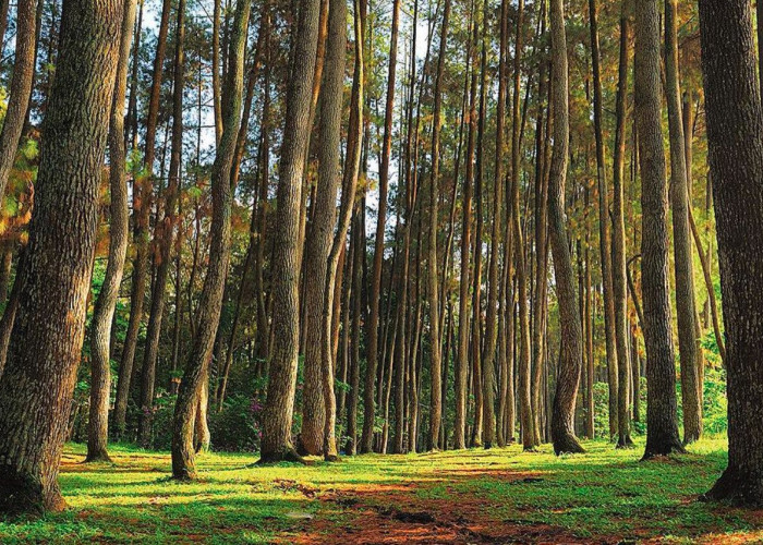 Pengen Ngadem Disuasana Pohon Pinus? Inilah 4 Rekomendasi Wisata Pohon Pinus yang Ada di Bandung!