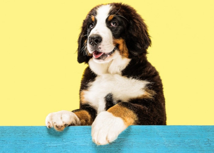 7 Tips Merawat Bulu Anjing Agar Sehat dan Lebat