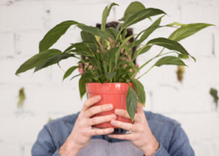 Bikin Rumah Makin Hoki! 7 Tanaman Hias Pembawa Keberuntungan Ini Wajib Kamu Punya