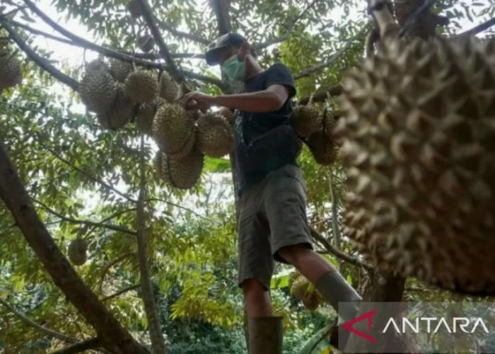 Kembangkan Durian, Purwakarta Siapkan Ratusan Hektare Lahan