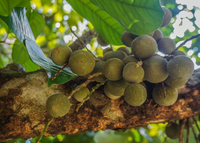  Selain Manis dan Juga Enak! Ternyata ini 7 Khasiat Buah Duku yang Tersembunyi !