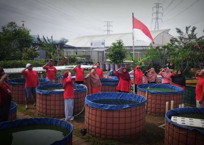Petani di Bogor Kibarkan Bendera 'Merah-Putih' di Kolam Lele