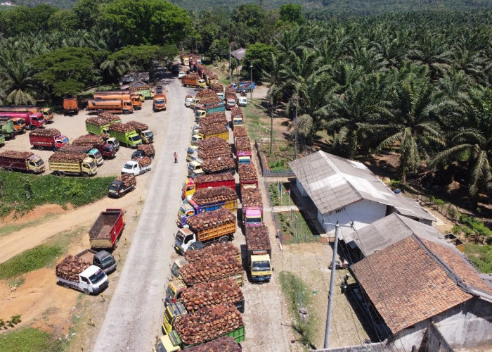 Pabrik Swasta Rusak, PTPN “Korbankan” Ini untuk Tampung TBS Masyarakat