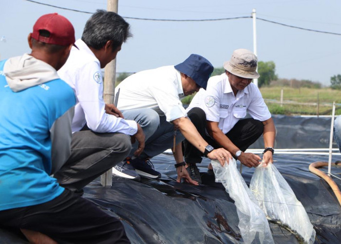 DKP Jawa Barat Tebar 300.000 Benur Udang Vannamei di Karawang 