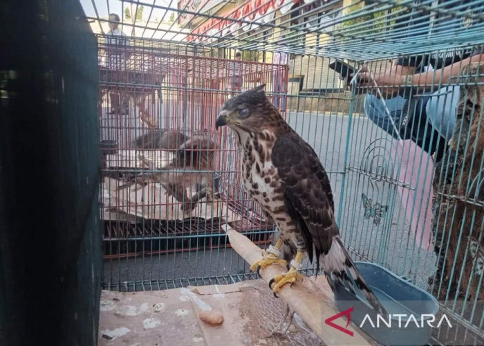 BKSDA Cirebon Evakuasi 59 Satwa Liar untuk Dilepaskan ke Habitat Alami