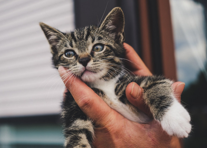 Waspada! 7 Makanan Berbahaya yang Tidak Boleh Dimakan Kucing Kesayangan Kamu