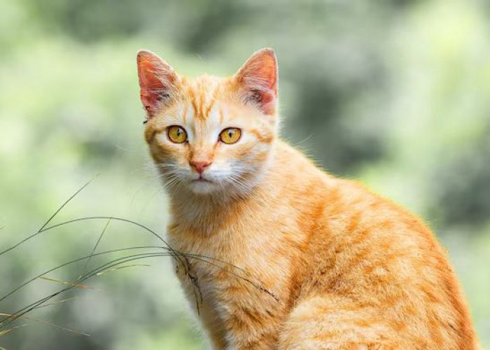 1 September Hari Penghargaan untuk Kucing Oren! Selamat Hari Jadi untuk Si Kucing Penguasa Jalanan