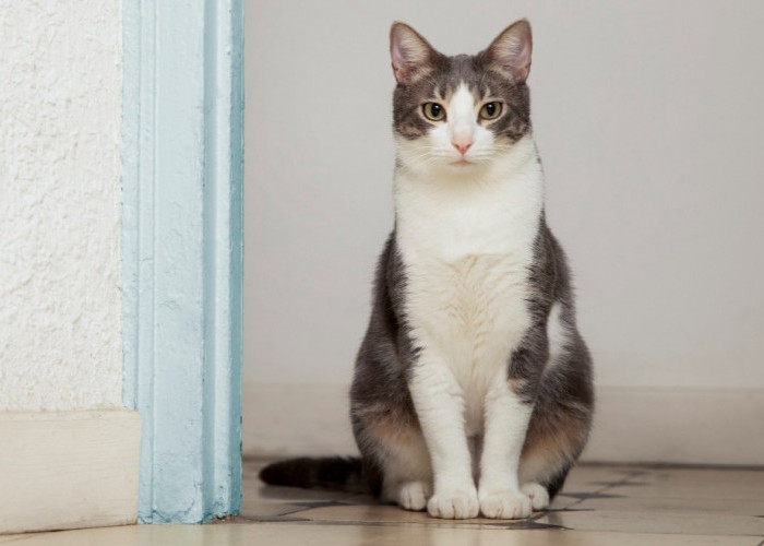 6 Tips dan Trik Merawat Bulu Kucing Kampung Agar Halus dan Kinclong
