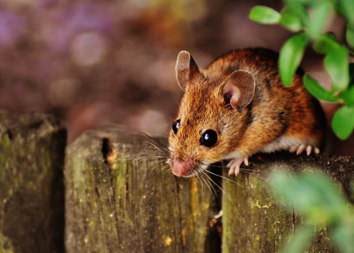 5 Makanan yang Dapat Mengundang Tikus ke Dalam Rumah