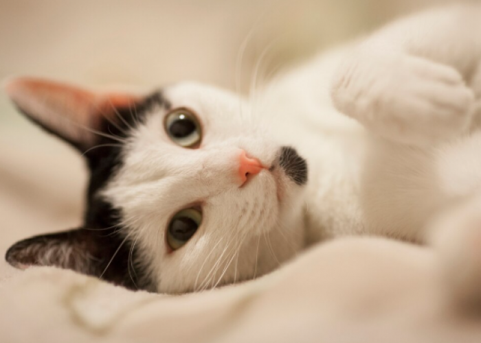 7 Manfaat Memelihara Kucing, Dari Kesehatan hingga Kebahagiaan