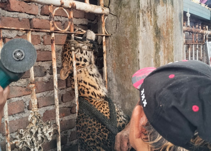 Warga Geger! Macan Tutul Muncul di Desa Maruyung Pacet Bandung, Dua Orang Jadi Korban