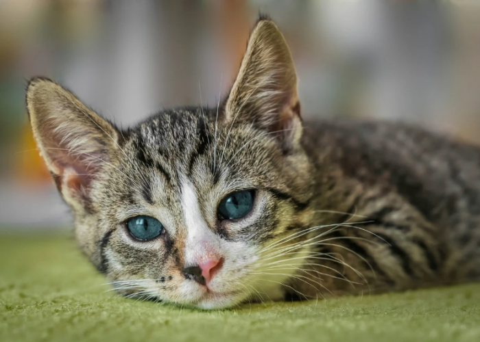 5 Cara Ampuh Mengatasi Bulu Kucing Rontok yang Efektif 