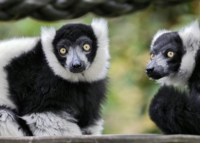 Keunikan dan Fakta Menarik Lemur Indri  dari Madagaskar