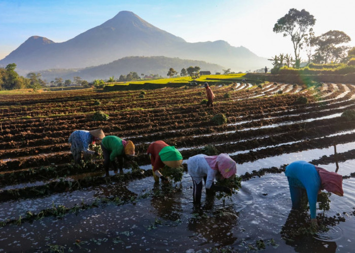 KUR BRI Mengaliri Sawah Rakyat, Menggerakkan Ekonomi dan Ketahanan Pangan Nasional