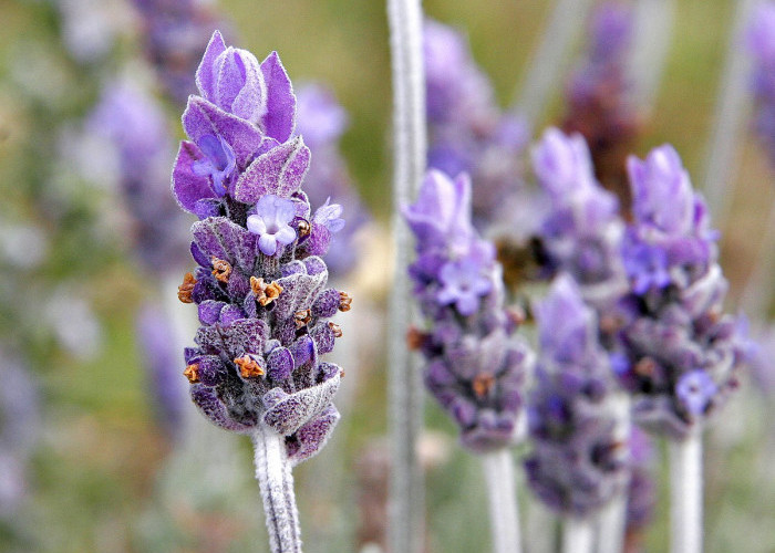 10 Tanaman Penyegar Udara untuk Halaman Rumah yang Sejuk dan Adem, Salah Satunya Lavender 