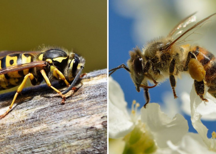 Sering Dikira Sama! Berikut Perbedaan Hornet dan Lebah