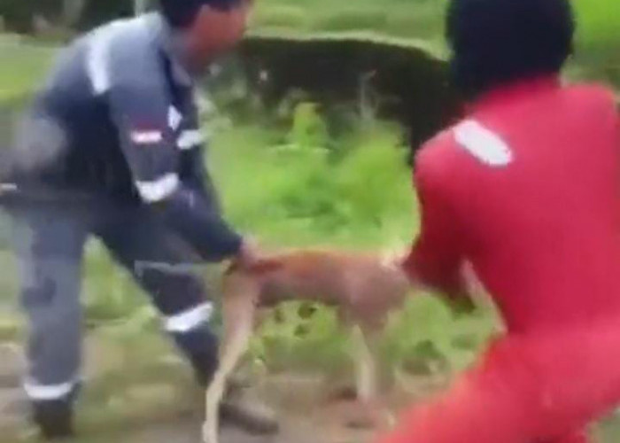 Alasan Tiga Pelaku Tindakan Pelemparan Anjing ke Buaya yang Kini Jadi Tersangka