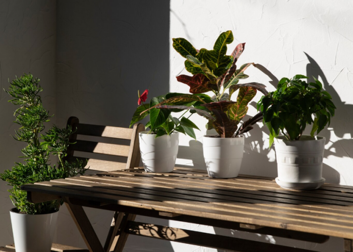 9 Tanaman Hias Outdoor Pembawa Rezeki Berlimpah Mudah Dirawat