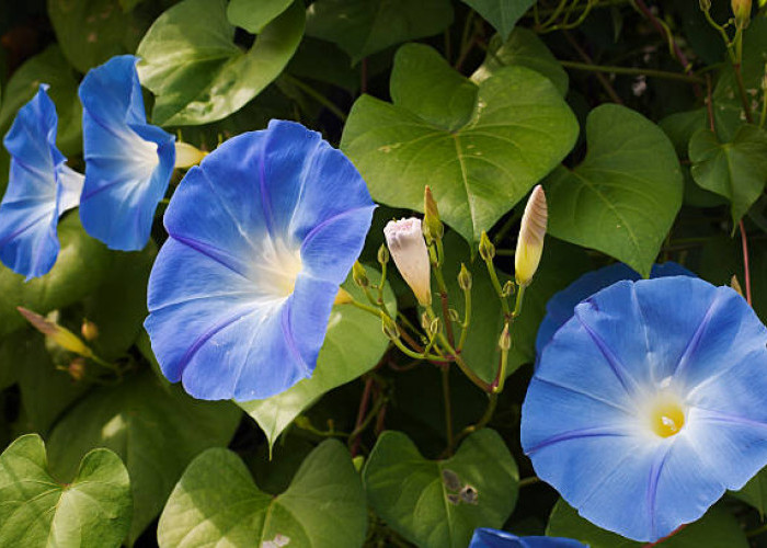 7 Fakta Menarik Morning Glory si Cantik yang Berbahaya